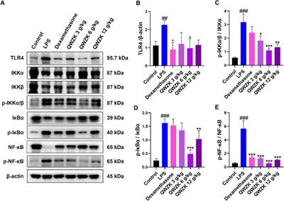 Qingwenzhike Prescription Alleviates Acute Lung Injury Induced by LPS via Inhibiting TLR4/NF-kB Pathway and NLRP3 Inflammasome Activation